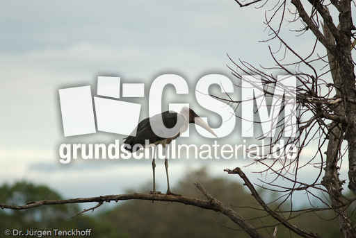 Marabu (2 von 33).jpg